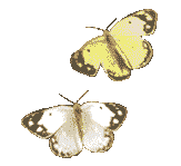 butflies.