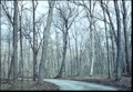 Lonely trail