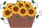 sunflowers pot