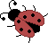 a pretty ladybug
