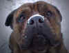 Other Breed Dogs Looking for a Home