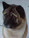Akitas looking for a Home