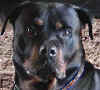 Click here to get info on Cooper