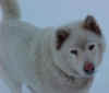 Click here to get info on Dakota