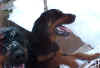 Click here to get info on Garth