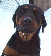 Rottweilers looking for a Home