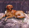 Click here to get info on Peaches