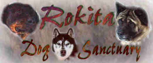 Rokita Large Breed Dog Rescue - specializing in Rottweilers and Akitas