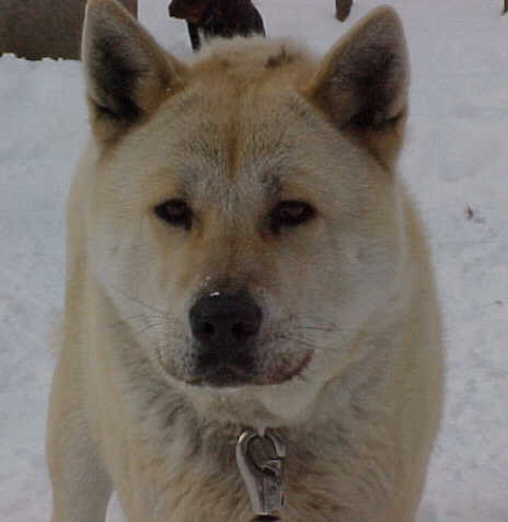 ROXIE