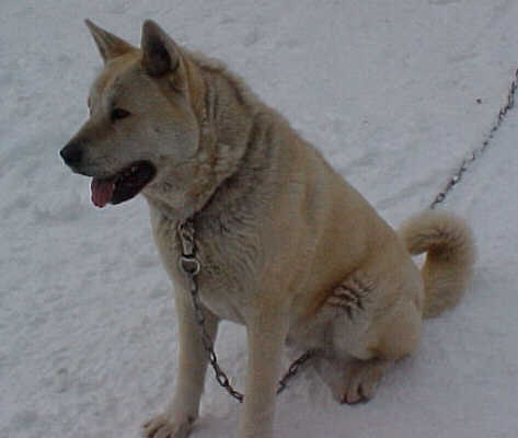 ROXIE