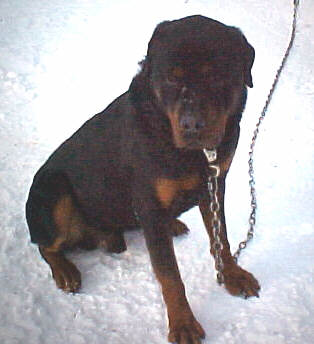 RUDY