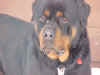 Click here to get info on Rudy