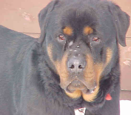 RUDY