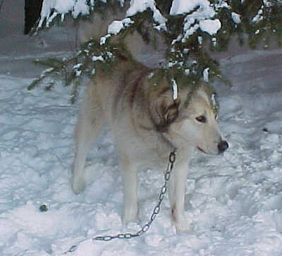 SPARKY