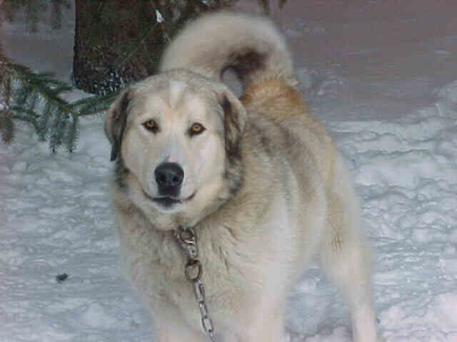 SPARKY
