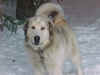 Click here to get info on Sparky