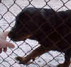 Click here to get info on Tessa
