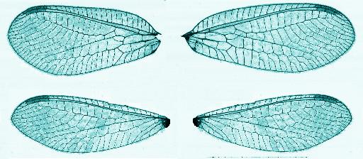 Blue Lacewing