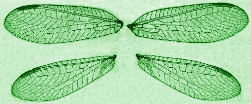 Green Lacewing