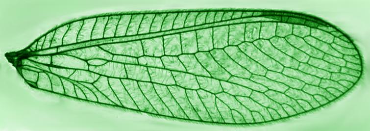 Green Lacewing