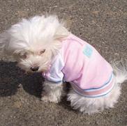 moda hip hop perruna