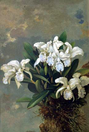 orquideas_blancas.jpg (29537 bytes)