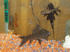 fishies.gif (14114 bytes)