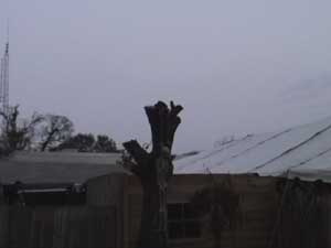 a hanging skeleton on a tree
