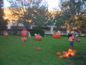 Giant Pumpkins with faces