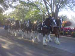 Horses