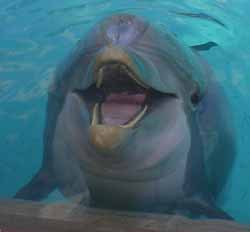 Evil Dolphin