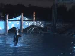 shamu