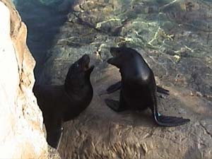 Baby Sea LIons