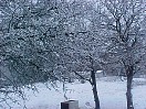 back_yard_looking_NW.JPG