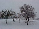 front_trees.JPG