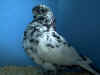 BBest Young teager Cock.JPG (62066 bytes)