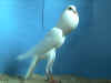 BBwh2.JPG (49102 bytes)