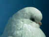 BestTumYngHenHead.JPG (55632 bytes)