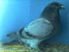 Blue Hen Best.JPG (62278 bytes)