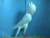 cock 1.jpg (44670 bytes)