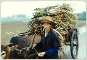 Harvest time in China