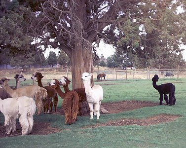 alpacasherd.jpg (46375 bytes)