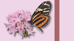 Butterfly Mauve - Click to View Full Version
