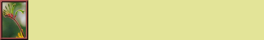 Kangaroo Paw Background