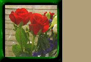 Red Rose - Click to View Full Version