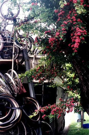 flowers_bus.JPG (137857 bytes)