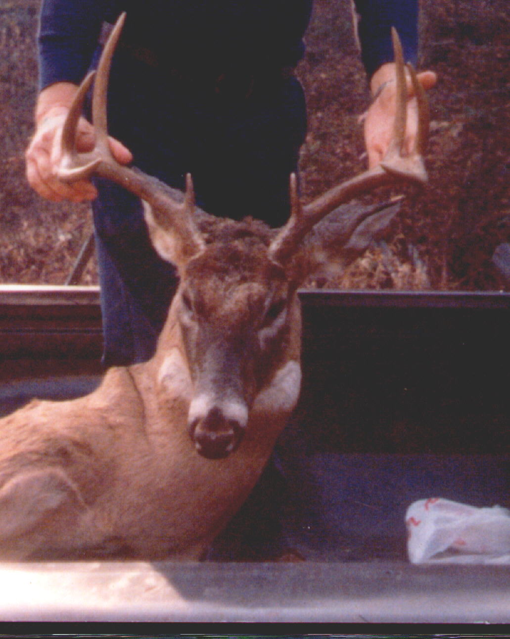 Nice buck