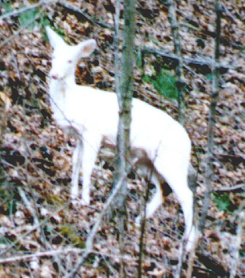 Nice picture of an Albino deer