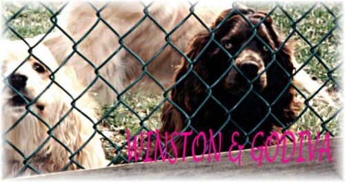 Rose Valley Cocker Spaniels - Winston & Godiva