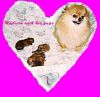 Rose Valley Pomeranians